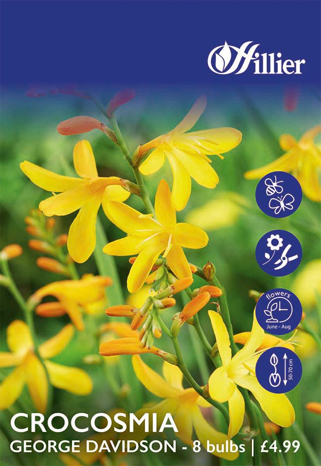 8718641998755 1 HS822 Crocosmia George Davidson.jpg